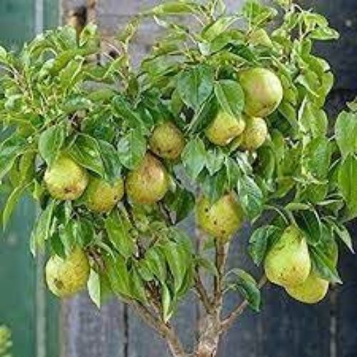 Pear/Nashpati Fruit Plant Manufacturer & Supplier in India